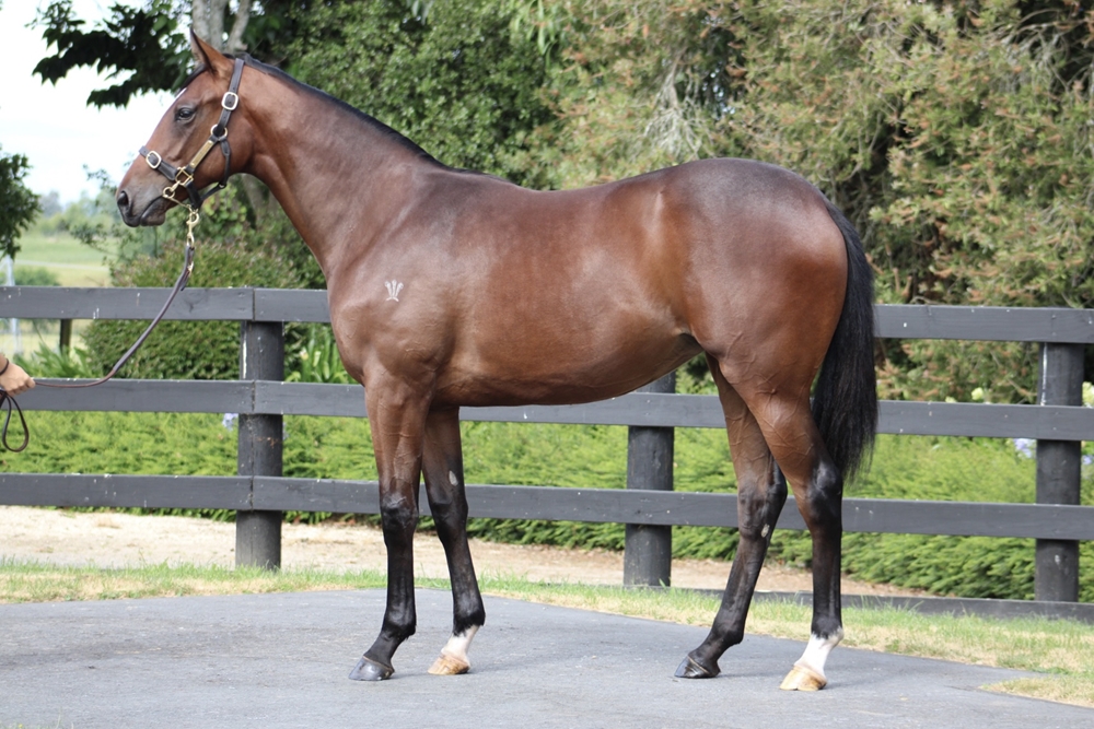 Sword of State (AUS) / Goldiluva (NZ) 2024 Filly - Image 1