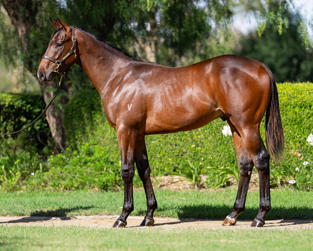 Ole Kirk (AUS) / Allez Wonder (AUS) 2024 Colt - Image 1
