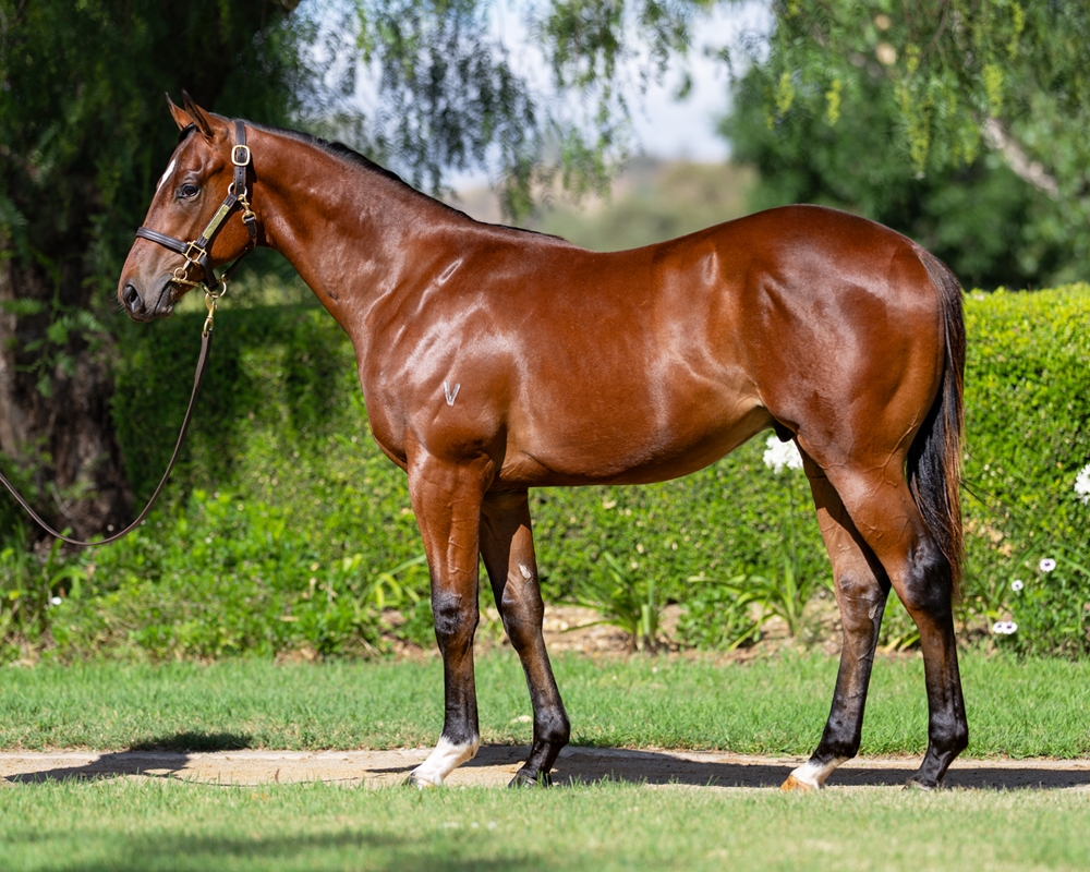 Exceedance (AUS) / Dayeala (NZ) 2024 Colt - Image 1