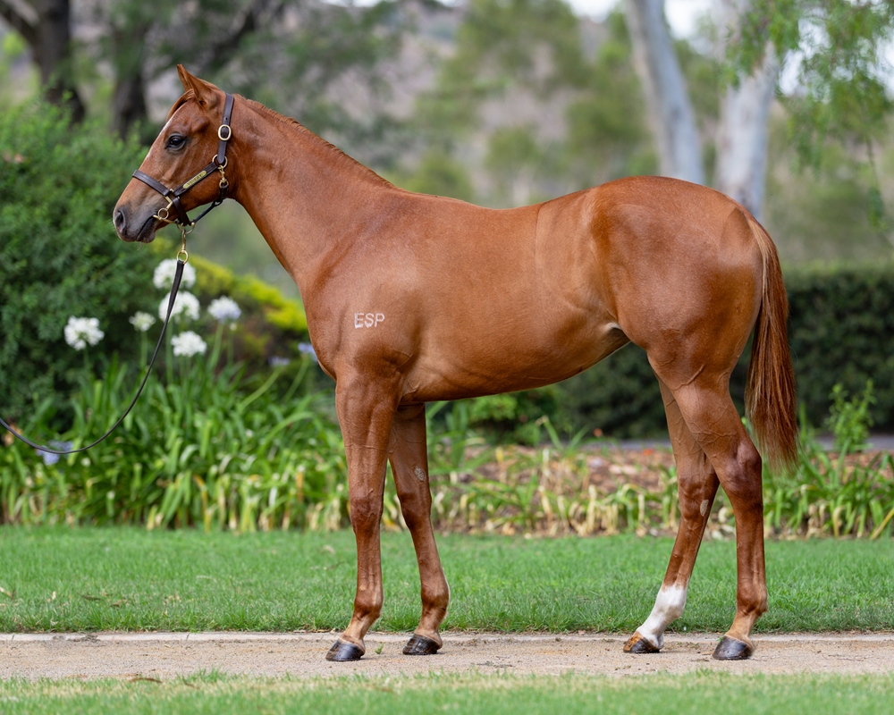 Ole Kirk (AUS) / Dreamy Belle (AUS) 2024 Filly - Image 1