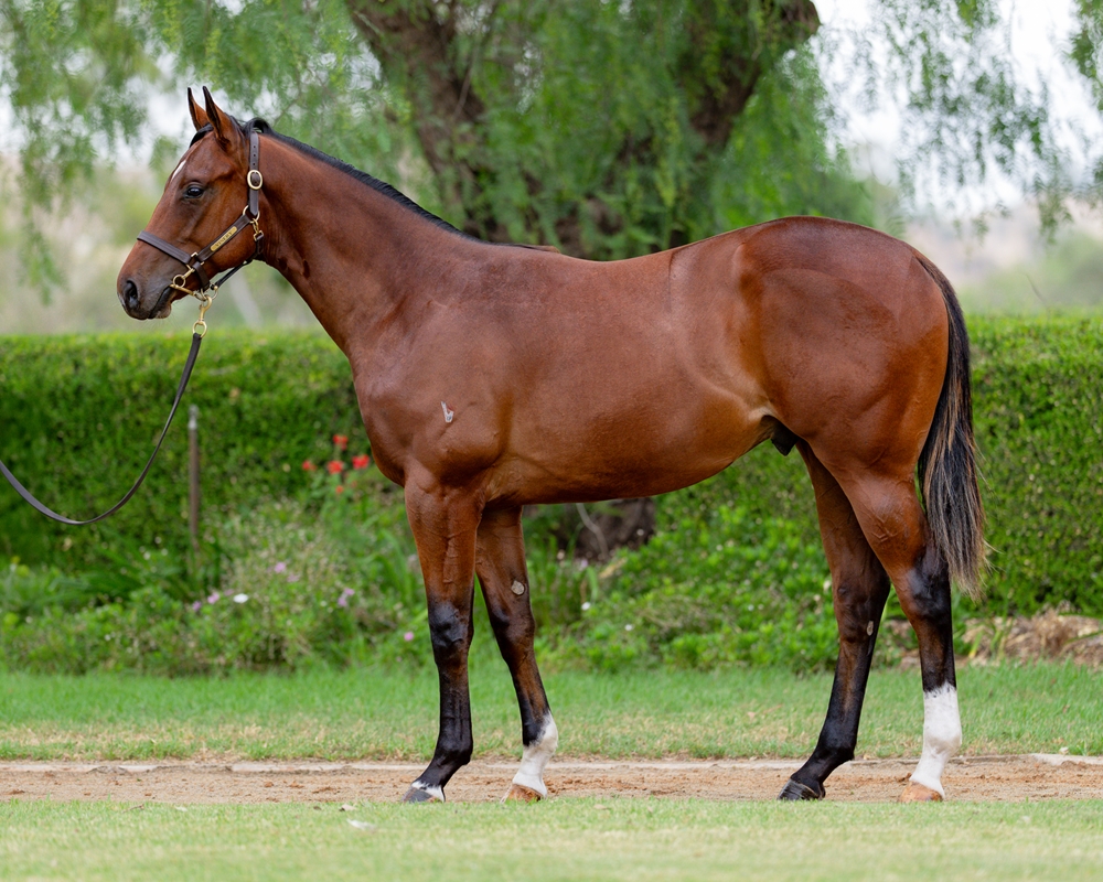 Russian Revolution (AUS) / Eiffel Tower (AUS) 2024 Colt - Image 1