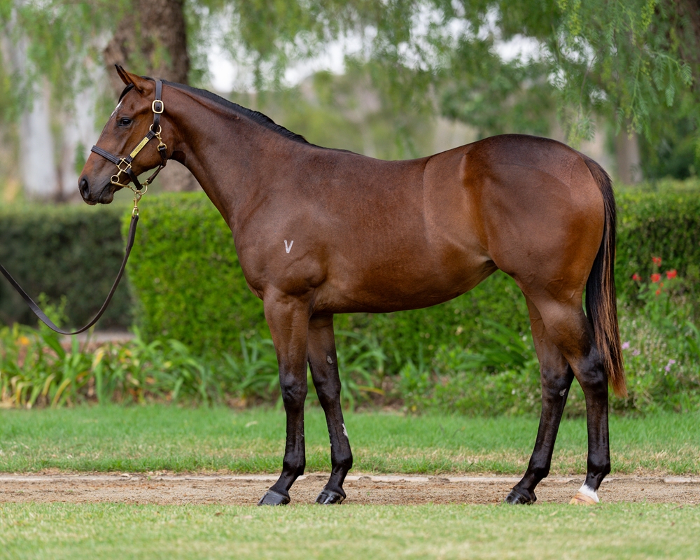 Anamoe (AUS) / Electric Girl (AUS) 2024 Filly - Image 1