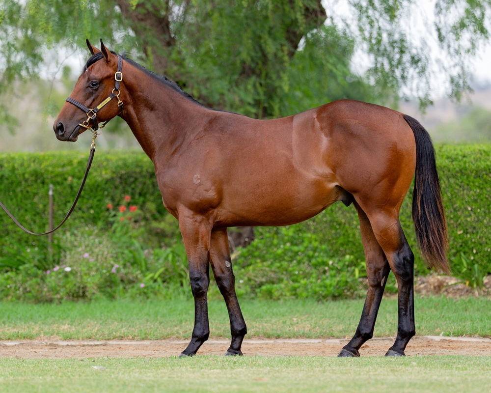 Pierro (AUS) / Glengowan (IRE) 2024 Colt - Image 1