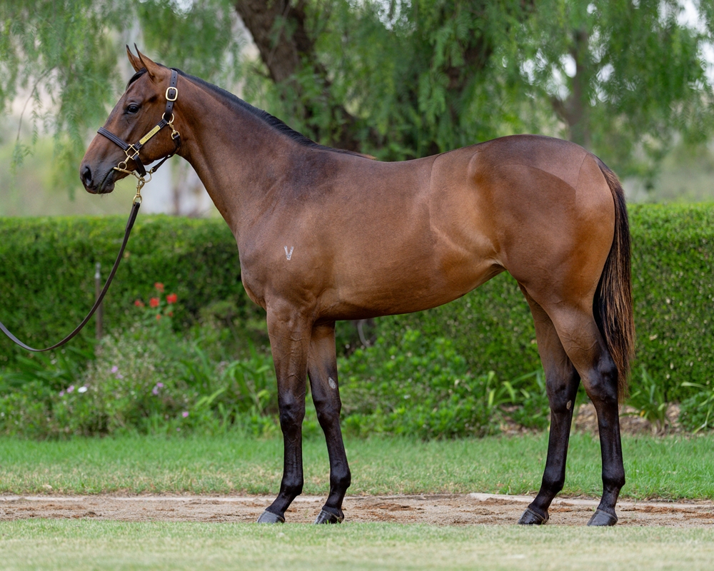 Savabeel (AUS) / How Womantic (AUS) 2024 Filly - Image 1