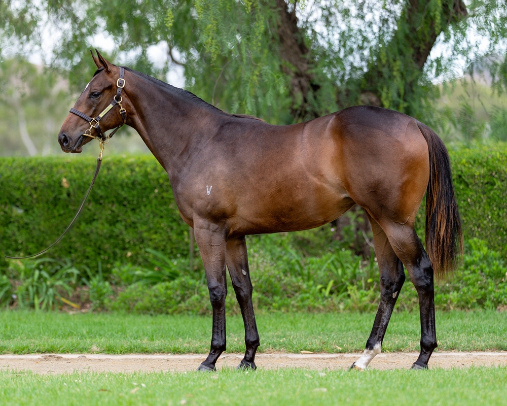 Too Darn Hot (GB) / Interram (AUS) 2024 Filly - Image 1