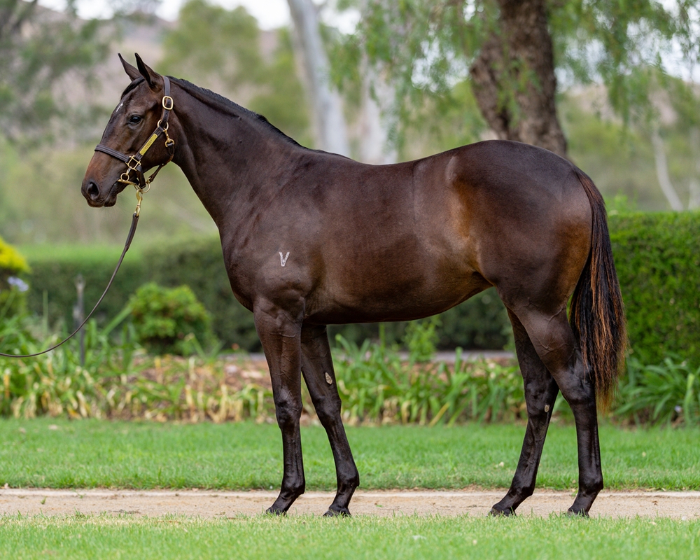 All Too Hard (AUS) / La Romanina (AUS) 2024 Filly - Image 1