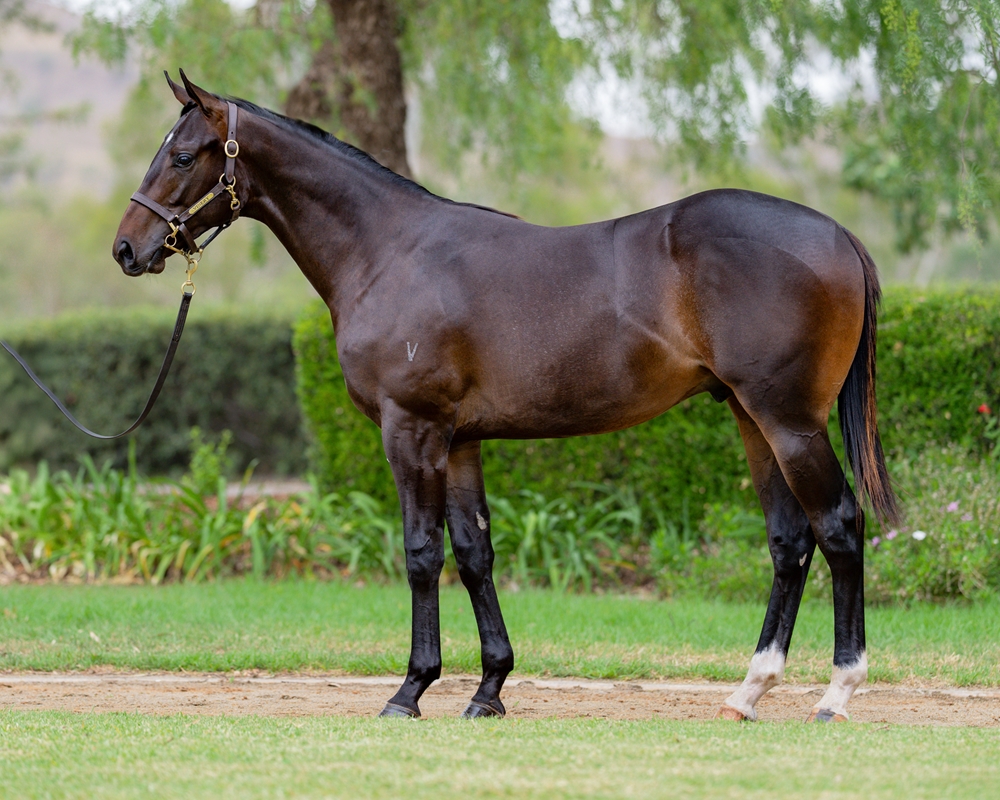 Exceedance (AUS) / Lady Brahmos (AUS) 2024 Colt - Image 1