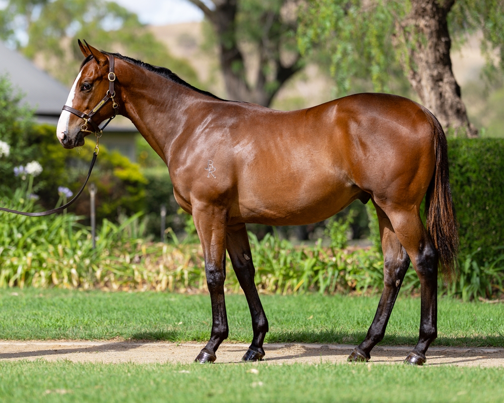 Snitzel (AUS) / Loving Gaby (AUS) 2024 Colt - Image 1