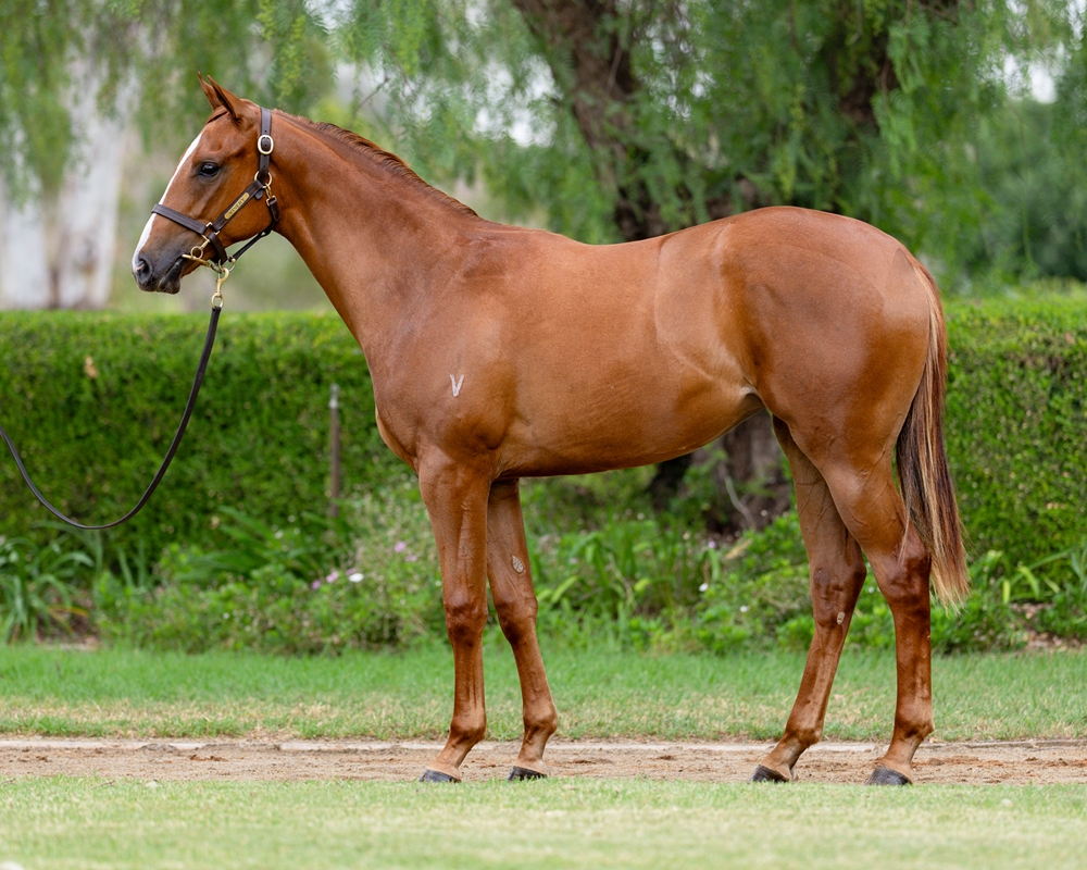 Ole Kirk (AUS) / Meow (AUS) 2024 Filly - Image 1