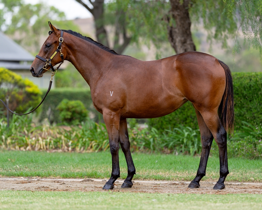 Too Darn Hot (GB) / Rocklily (AUS) 2024 Filly - Image 1