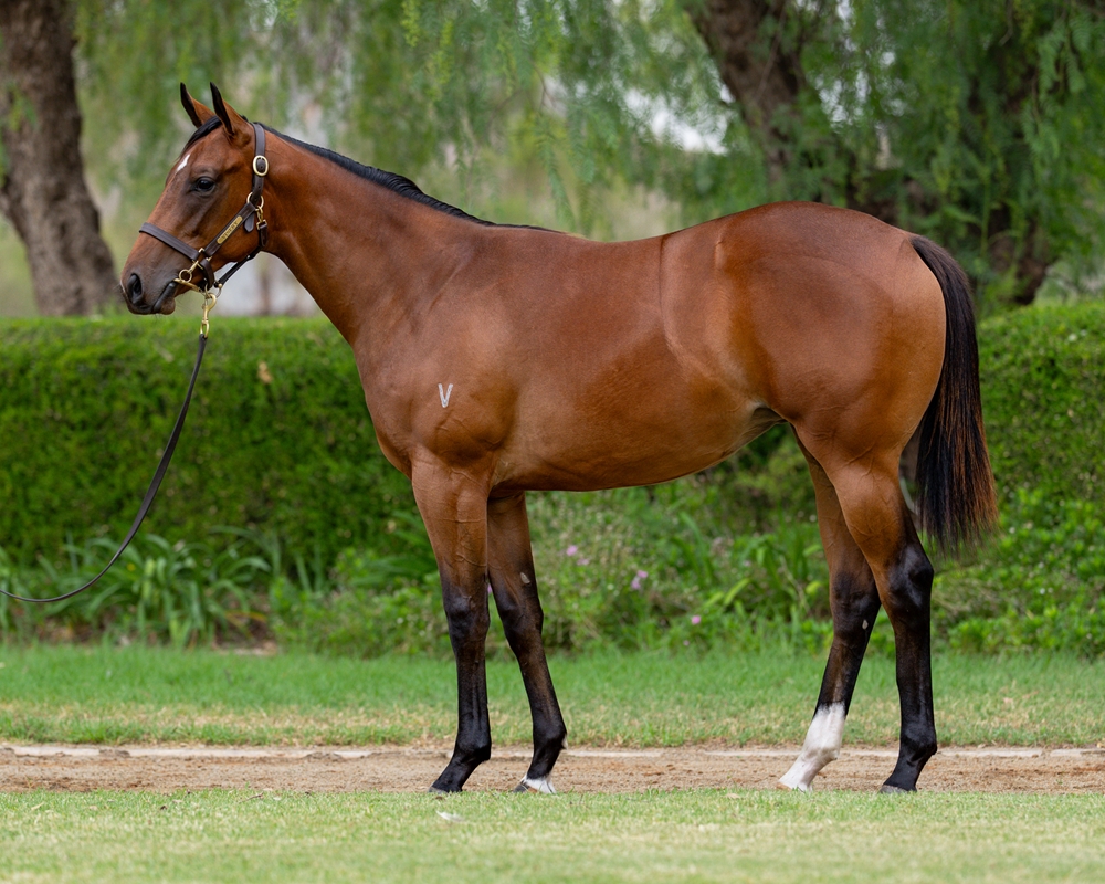 Exceedance (AUS) / Sharpness (AUS) 2024 Filly - Image 1