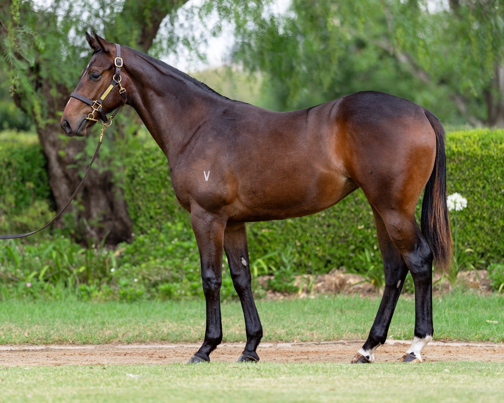 Ole Kirk (AUS) / Spicy (AUS) 2024 Filly - Image 1