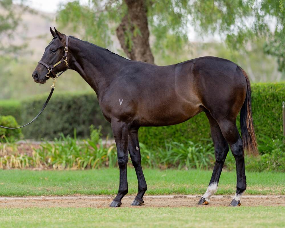 Stay Inside (AUS) / Turbo Miss (AUS) 2024 Colt - Image 1