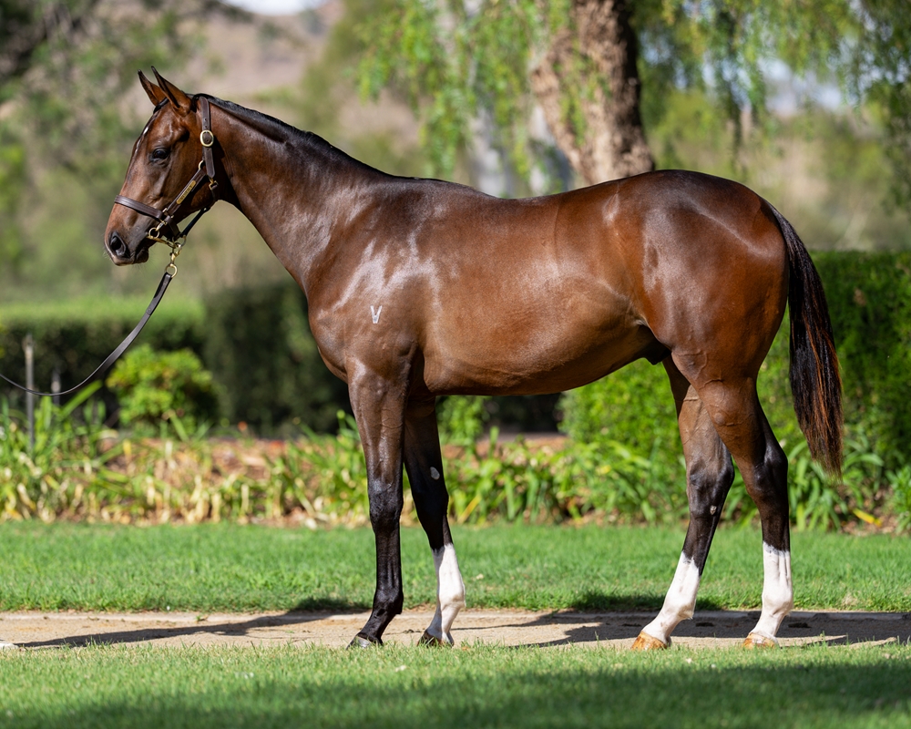 Star Turn (AUS) / What's New (NZ) 2024 Colt - Image 1