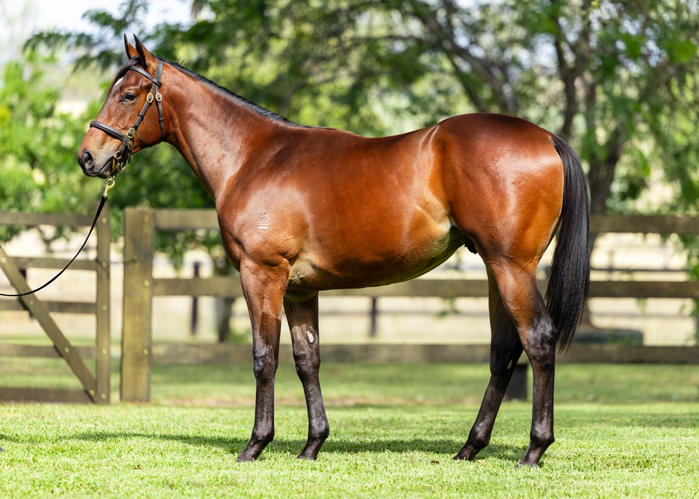 Anamoe (AUS) / Blue Jager (AUS) 2024 Colt - Image 1