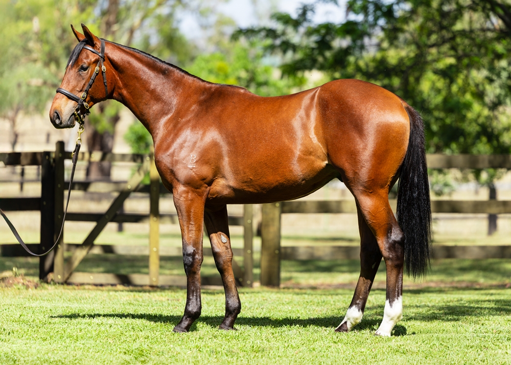 Zousain (AUS) / Laughen Hard (AUS) 2024 Colt - Image 1