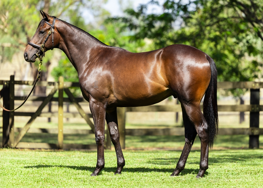 Capitalist (AUS) / Patsy Boyne (IRE) 2024 Colt - Image 1