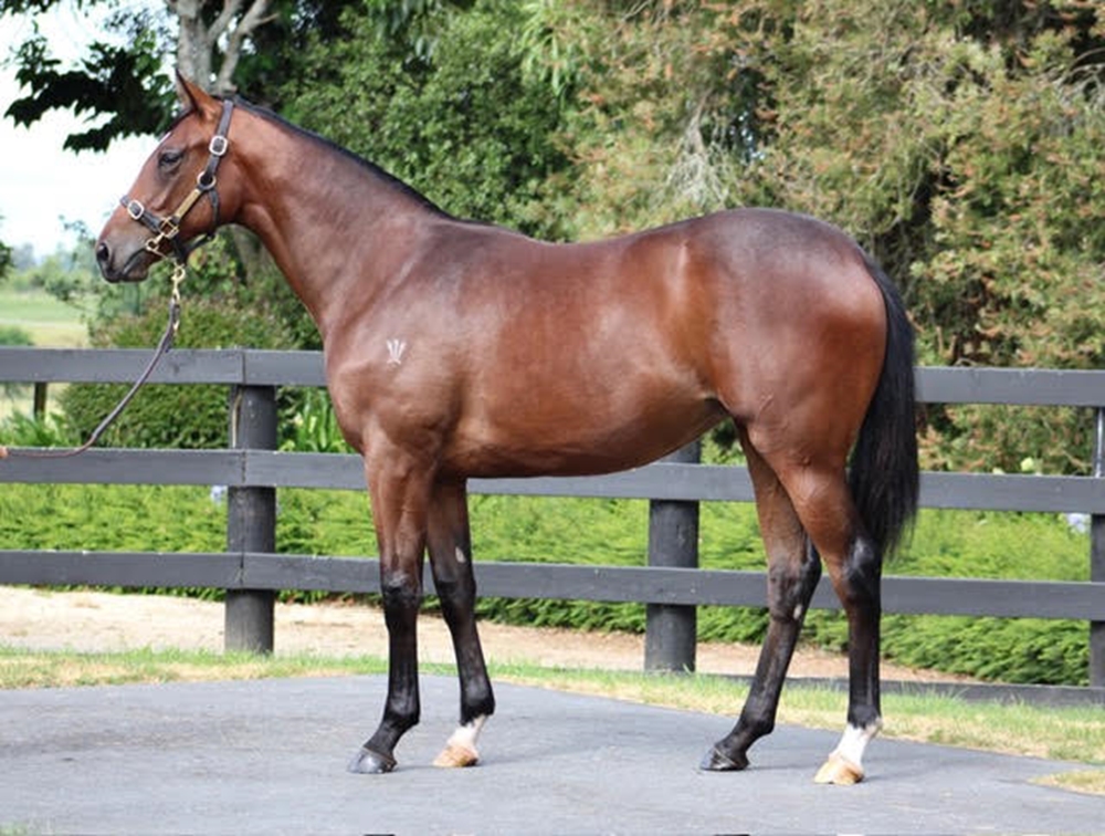 Sword of State (AUS) / Goldiluva (NZ) 2024 Filly - Image 1