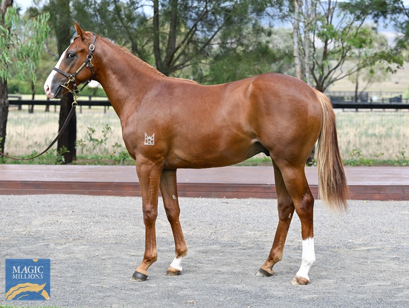 LOT 125 In The Congo x Boomstress__DSC6150.jpg - Image 1