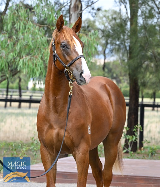 LOT 125 In The Congo x Boomstress__DSC6194.jpg - Image 2