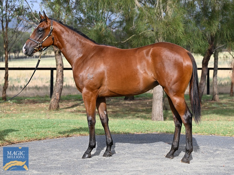 LOT 293 Wild Ruler x Forfeiture__DSC5090.jpg - Image 1