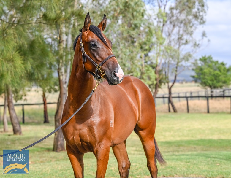 LOT 293 Wild Ruler x Forfeiture__DSC5125.jpg - Image 2