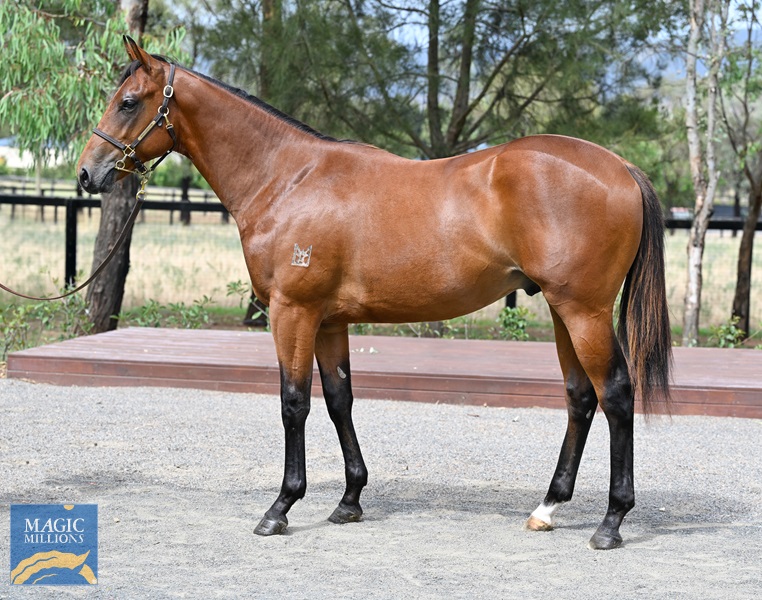 LOT 345 Extreme Choice x Hazelbrook__DSC6029.jpg - Image 1