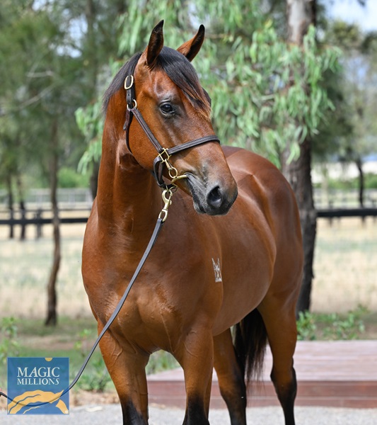 LOT 345 Extreme Choice x Hazelbrook__DSC6124.jpg - Image 2