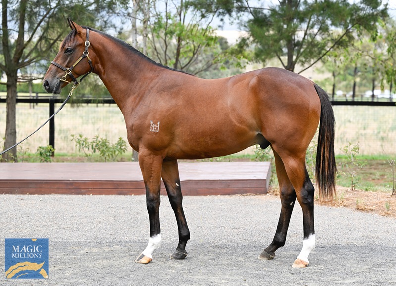 LOT 606 Artorius x Newsreader__DSC5435.jpg - Image 1