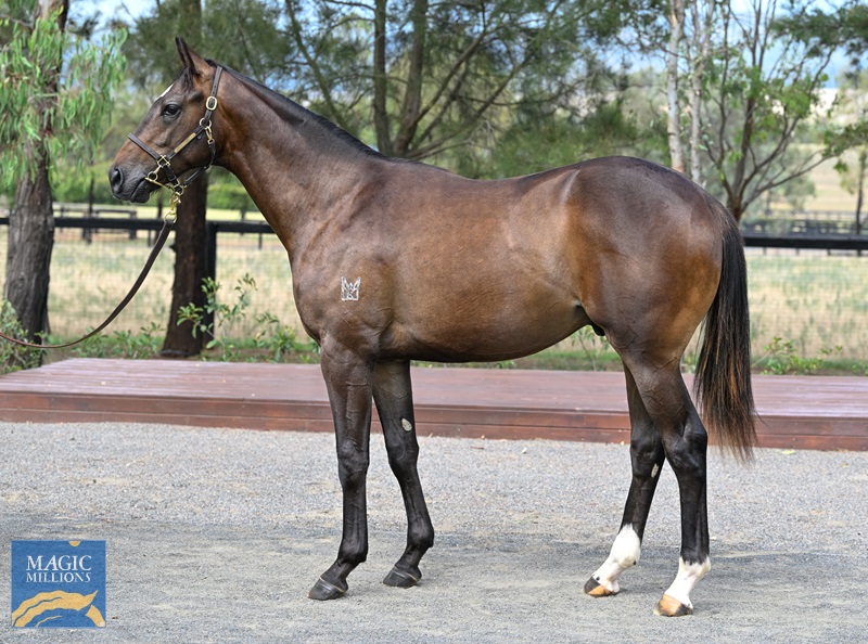 LOT 743 Frankel x Rodinia__DSC5964.jpg - Image 1