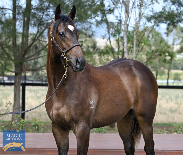 LOT 743 Frankel x Rodinia__DSC6004.jpg - Image 2