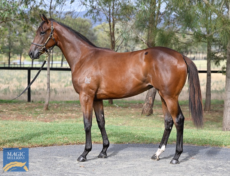 LOT 765 I Am Invincible x Samara Dancer__DSC5156.jpg - Image 1