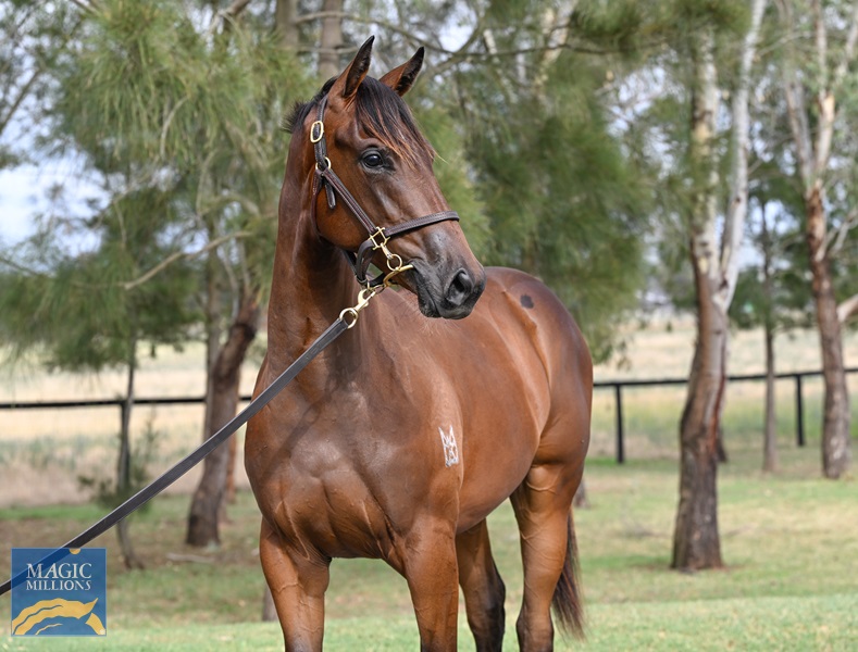 LOT 765 I Am Invincible x Samara Dancer__DSC5195.jpg - Image 2