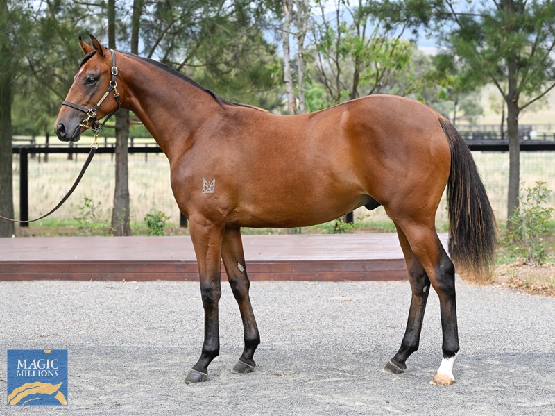 LOT 818 Cosmic Force x Sizzling Belle__DSC5367.jpg - Image 1