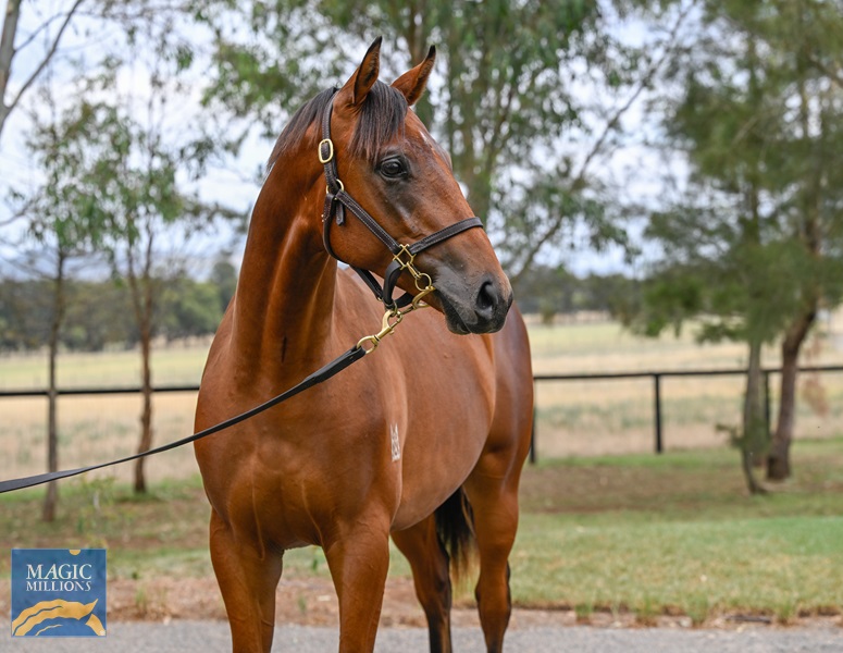 LOT 818 Cosmic Force x Sizzling Belle__DSC5377.jpg - Image 2