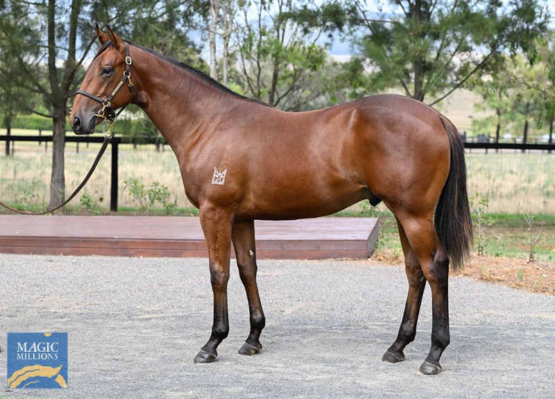 LOT 436 Artorius x Lady Banff__DSC5802.jpg - Image 1