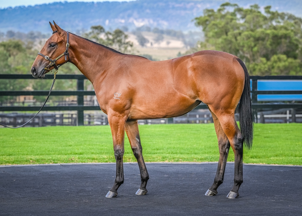 Capitalist (AUS) / Dream of Venus (AUS) 2024 Filly - Image 1
