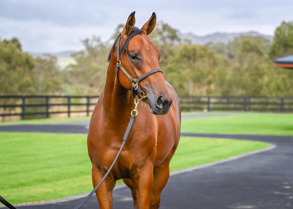 Capitalist (AUS) / Dream of Venus (AUS) 2024 Filly - Image 2