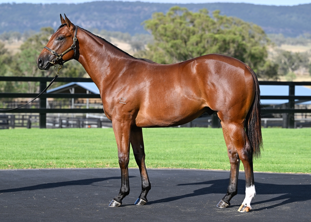 Home Affairs (AUS) / Egyptian Symbol (AUS) 2024 Colt - Image 1