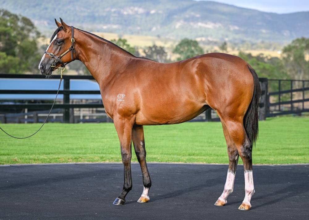 Home Affairs (AUS) / Real Surreal (AUS) 2024 Filly - Image 1
