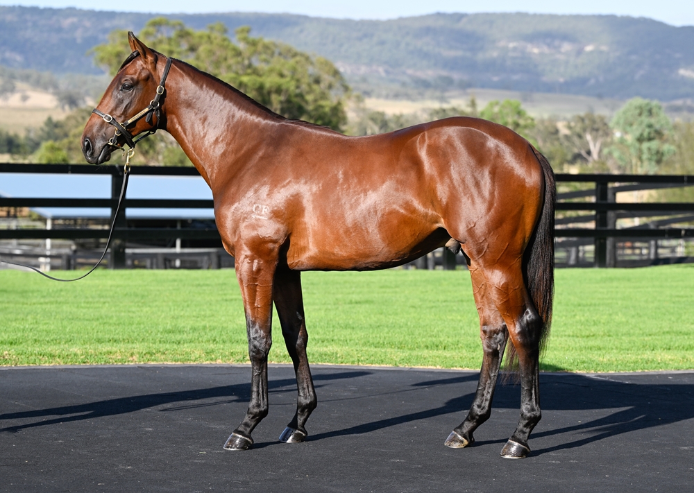 All Too Hard (AUS) / Mid Summer Music (AUS) 2024 Colt - Image 1