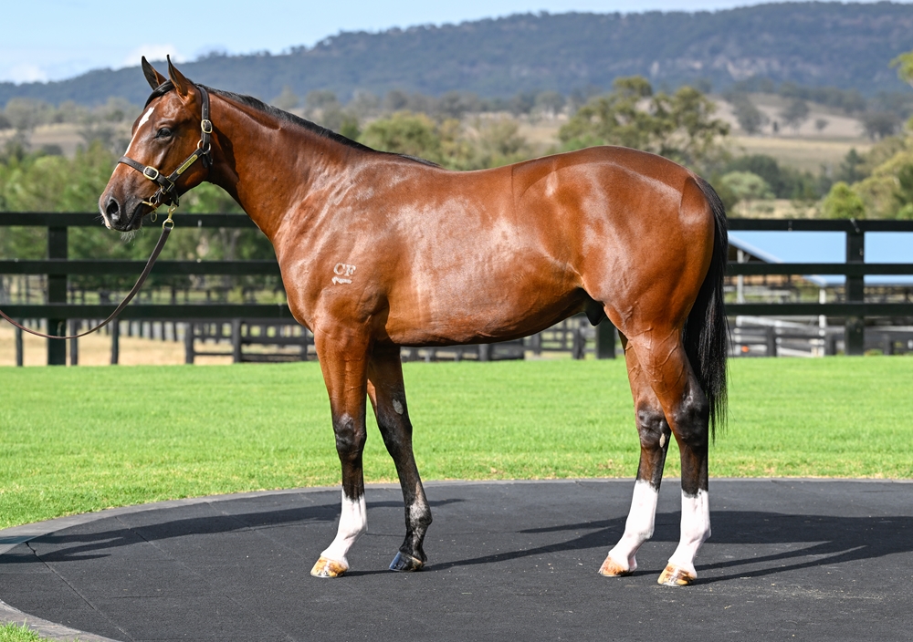 Jacquinot (AUS) / Tamarind Lane (AUS) 2024 Colt - Image 1