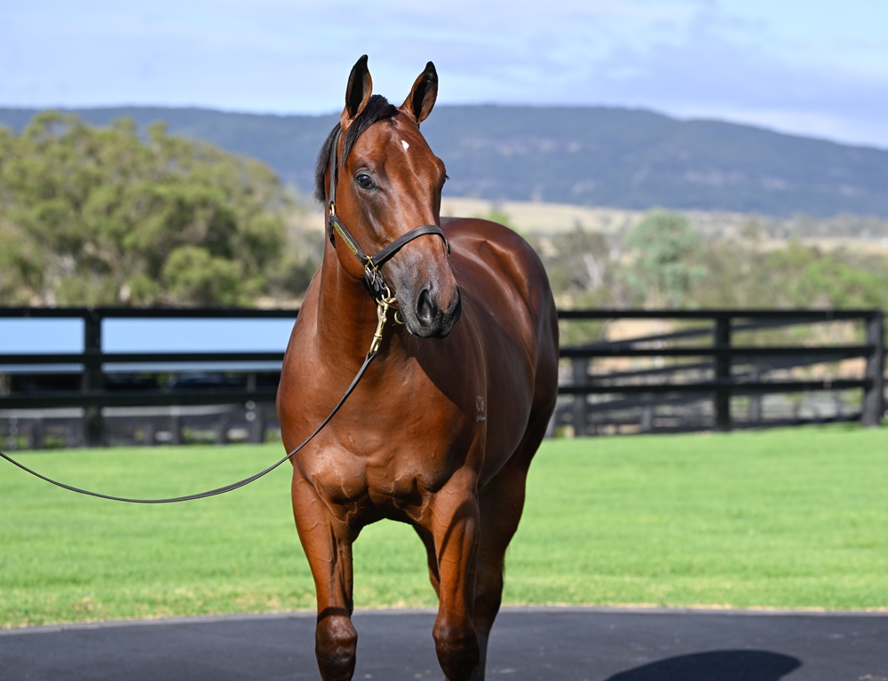 Home Affairs (AUS) / Egyptian Symbol (AUS) 2024 Colt - Image 2