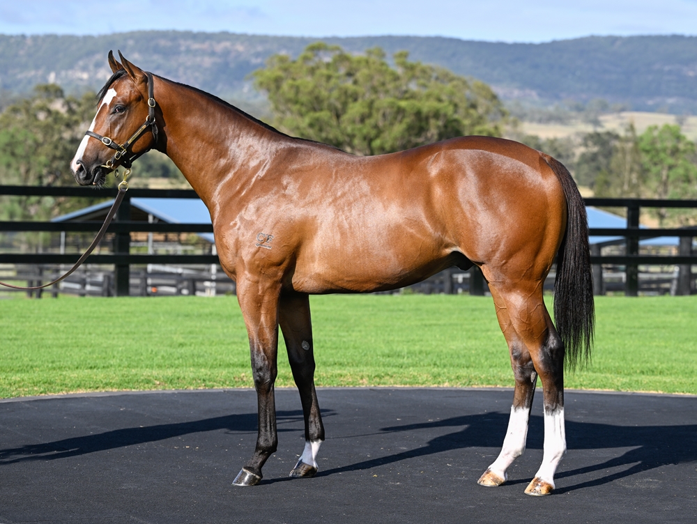 Russian Revolution (AUS) / Thump (AUS) 2024 Colt - Image 1