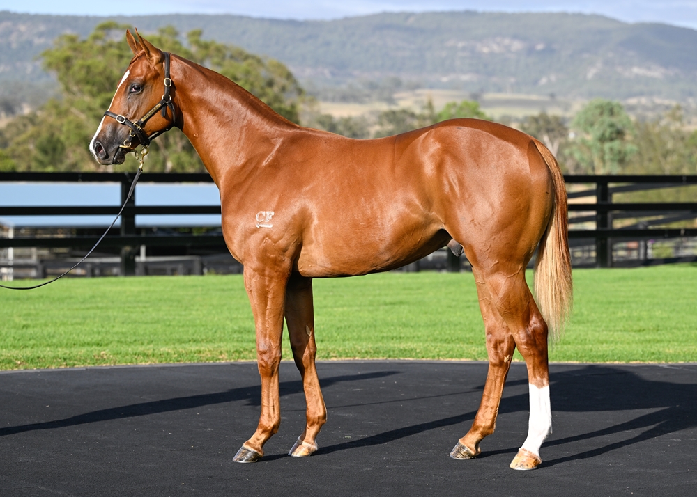 Zoustar (AUS) / Wild Rain (AUS) 2024 Colt - Image 1