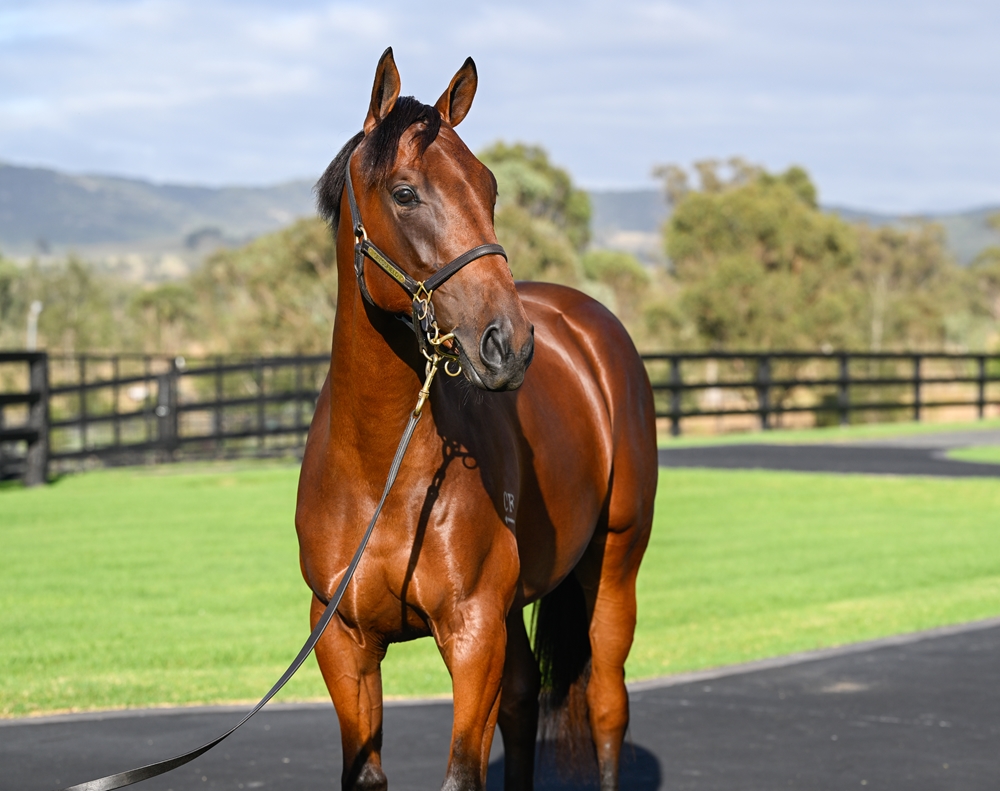 All Too Hard (AUS) / Mid Summer Music (AUS) 2024 Colt - Image 2