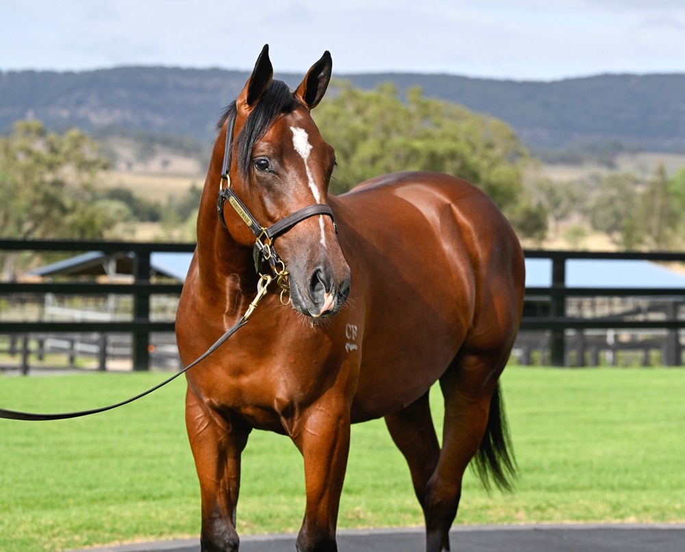 Jacquinot (AUS) / Tamarind Lane (AUS) 2024 Colt - Image 2