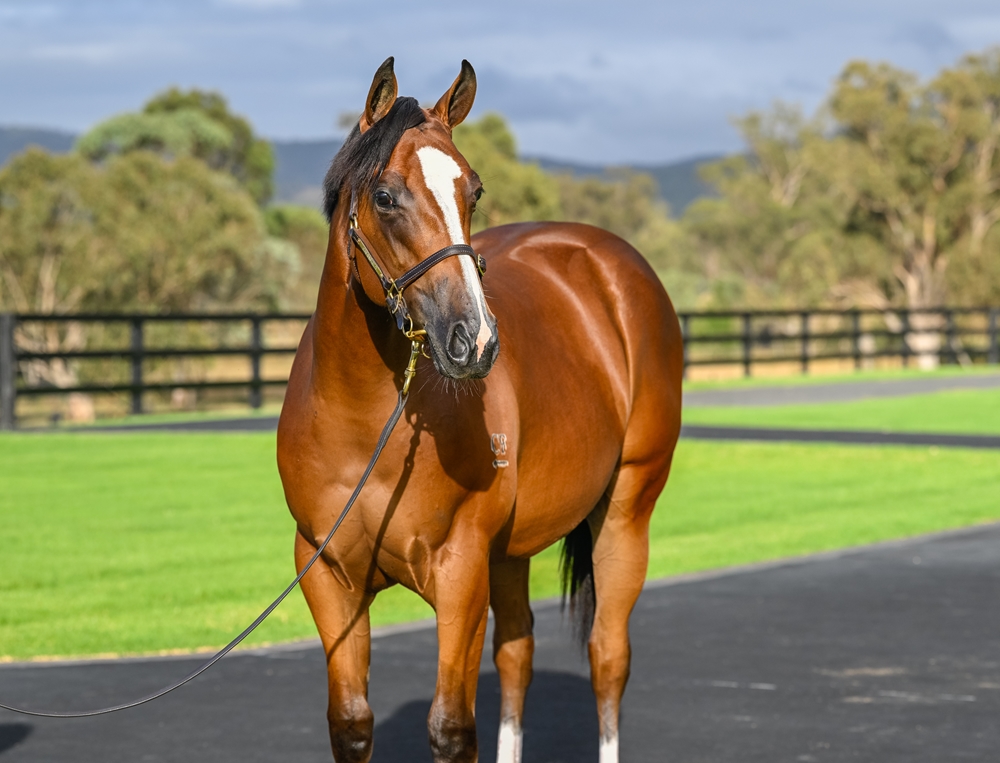 Home Affairs (AUS) / Real Surreal (AUS) 2024 Filly - Image 2