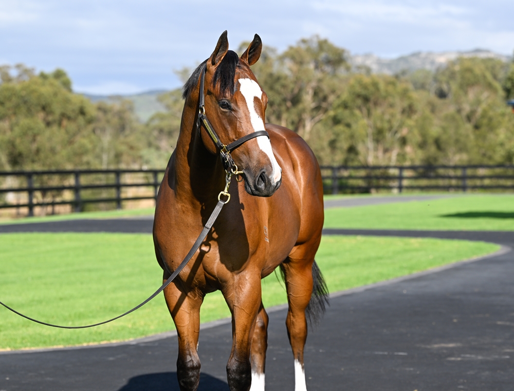 Russian Revolution (AUS) / Thump (AUS) 2024 Colt - Image 2