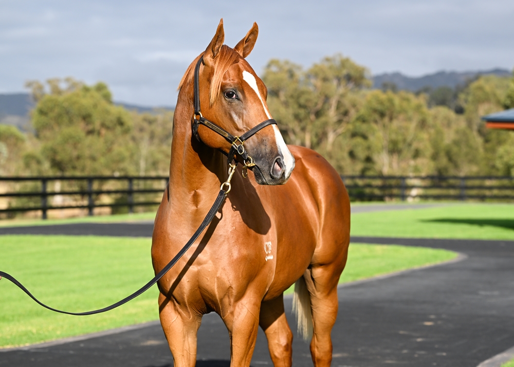Zoustar (AUS) / Wild Rain (AUS) 2024 Colt - Image 2